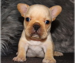 Small Photo #5 French Bulldog Puppy For Sale in VERONA, MO, USA