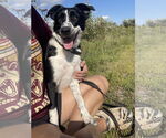 Small Border Collie