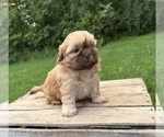 Small #1 Shih Tzu