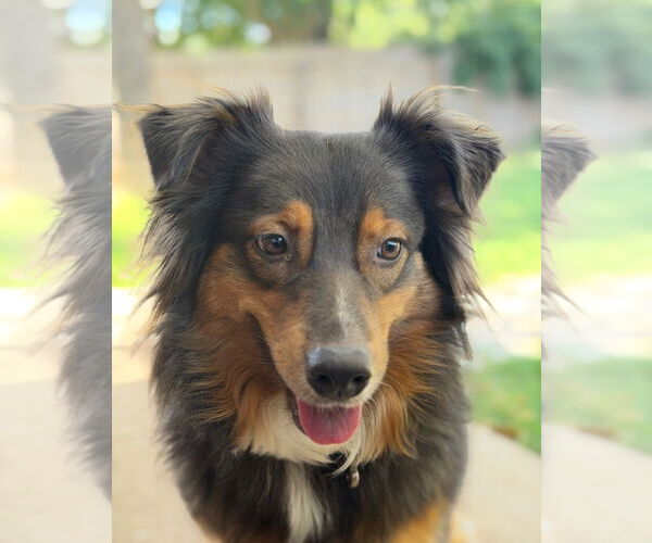 Medium Photo #2 Australian Shepherd-Unknown Mix Puppy For Sale in Grafton, WI, USA