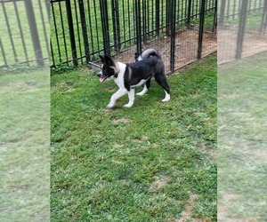 Akita Puppy for sale in MOUNT UNION, PA, USA