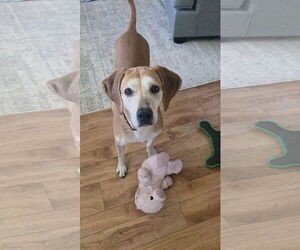 Mutt Dogs for adoption in Sandy, UT, USA