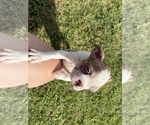Small Photo #6 Boston Terrier Puppy For Sale in BROKEN ARROW, OK, USA