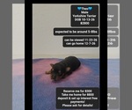 Theo - Male Yorkshire Terrier Puppy for Sale - Small photo