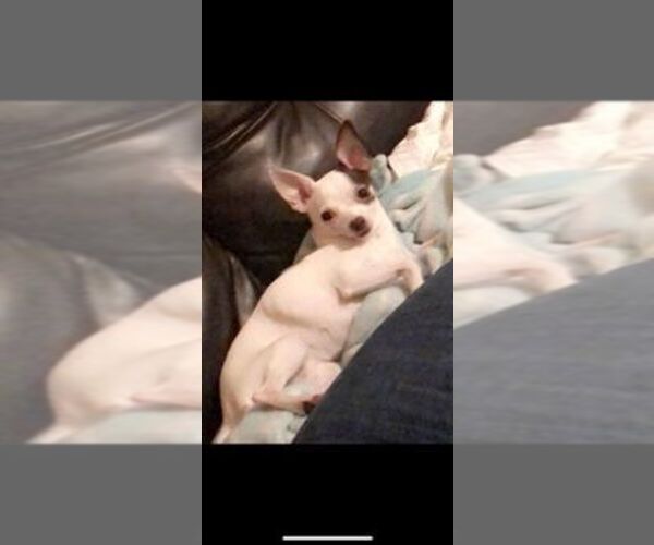 Medium Photo #1 Chihuahua Puppy For Sale in NEW PORT RICHEY, FL, USA