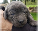 Puppy Charcoal male Labrador Retriever
