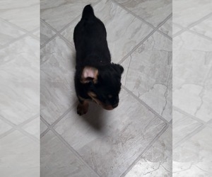 Rottweiler Puppy for sale in ALSIP, IL, USA