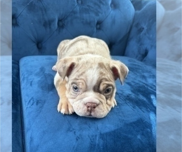Medium Photo #6 English Bulldog Puppy For Sale in VIRGINIA BEACH, VA, USA