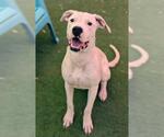 *JAMIE CURTIS - Female Mutt Dog for Adoption - Small photo