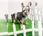 Small Photo #26 French Bulldog Puppy For Sale in MOBILE, AL, USA
