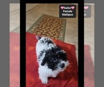 Sailor - Female Maltipoo (Miniature) Puppy for Sale - Photo #3