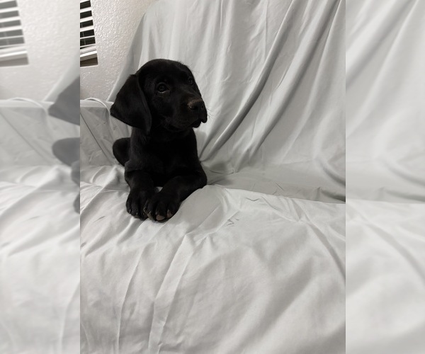 Medium Photo #3 Labrador Retriever Puppy For Sale in SIERRA VISTA, AZ, USA