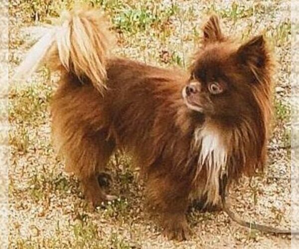 Medium Photo #1 Chihuahua Puppy For Sale in CHULA VISTA, CA, USA