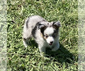 Miniature Australian Shepherd Puppy for Sale in FORT MORGAN, Colorado USA