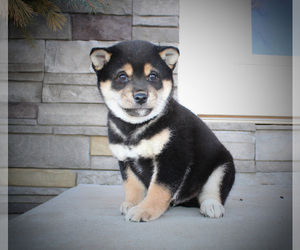 Shiba Inu Puppy for sale in CANTON, SD, USA