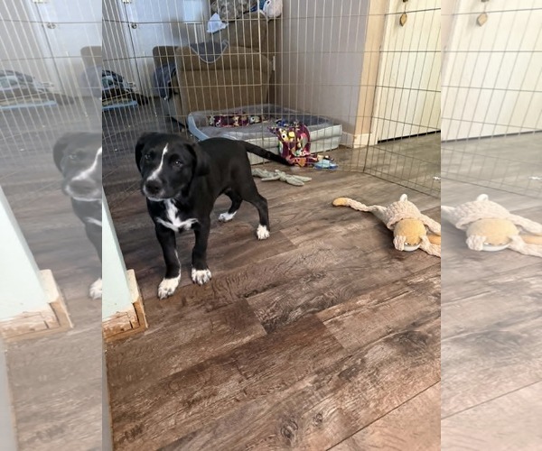 Medium Photo #3 Labrador Retriever-Unknown Mix Puppy For Sale in Mechanicsburg, PA, USA