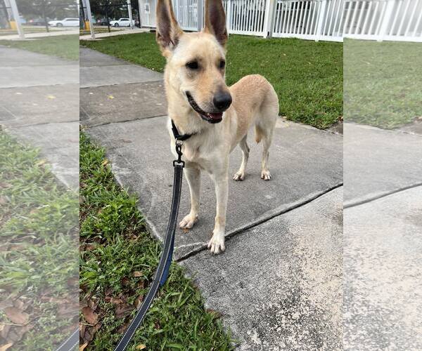 Medium Photo #6 German Shepherd Dog-Unknown Mix Puppy For Sale in Plantation, FL, USA