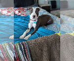 Small #6 American Pit Bull Terrier Mix