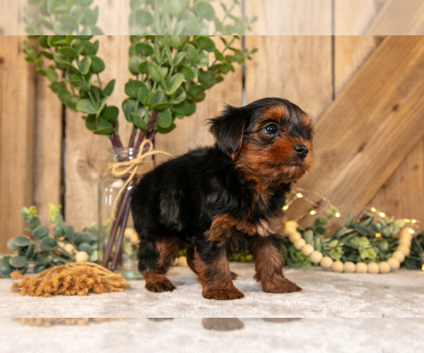 Medium Photo #4 Yorkshire Terrier Puppy For Sale in GREENWICH, OH, USA