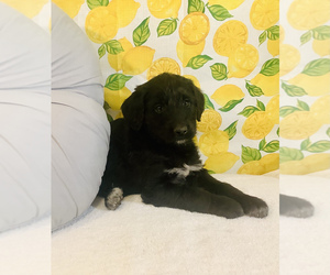 Bordoodle Puppy for sale in HILLSBORO, WI, USA