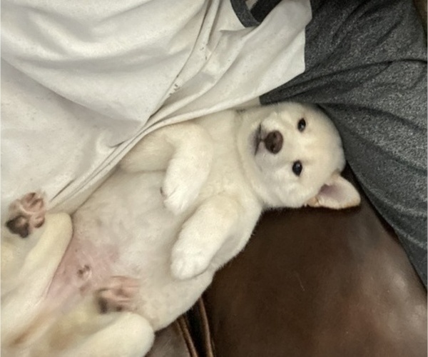 Medium Photo #21 Shiba Inu Puppy For Sale in HAMPTON, VA, USA