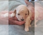 Small Photo #11 Goldendoodle-Poodle (Miniature) Mix Puppy For Sale in NORTH LIBERTY, IN, USA