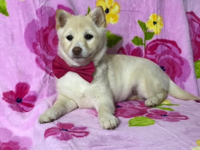 Medium Photo #14 Pom-Shi Puppy For Sale in HONEY BROOK, PA, USA