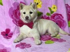 Small Photo #14 Pom-Shi Puppy For Sale in HONEY BROOK, PA, USA