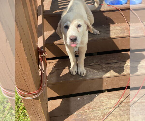 Medium Photo #1 Labrenees Puppy For Sale in Holly Springs, NC, USA