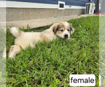 Small #6 Great Pyrenees