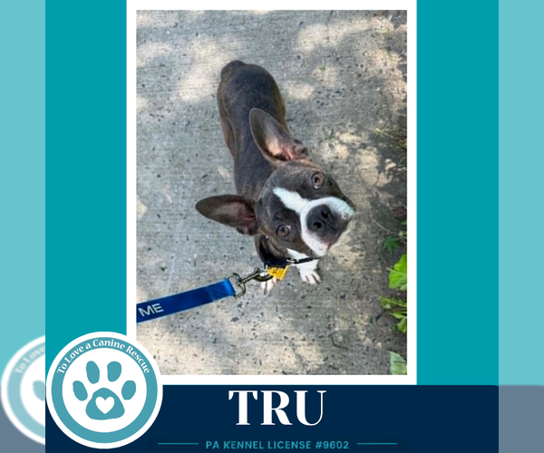 Medium Photo #4 Boston Terrier Puppy For Sale in Kimberton, PA, USA
