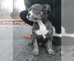 American Bully Puppy for sale in DECATUR, IL, USA