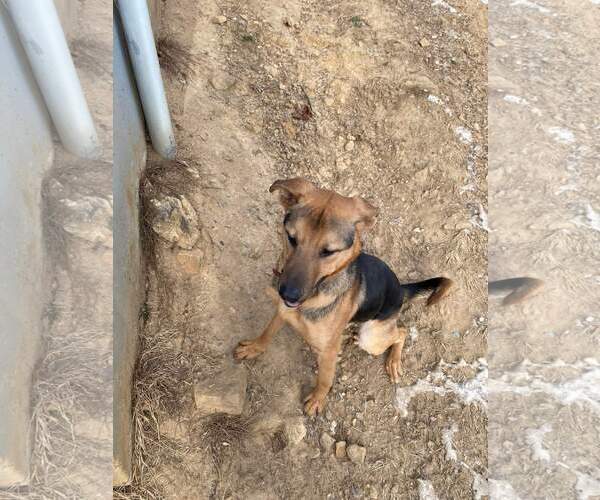 Medium Photo #5 German Shepherd Dog Puppy For Sale in Lewistown, PA, USA