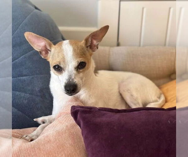Medium Photo #4 Chihuahua-Unknown Mix Puppy For Sale in Bellevue, WA, USA