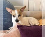 Small #3 Chihuahua Mix