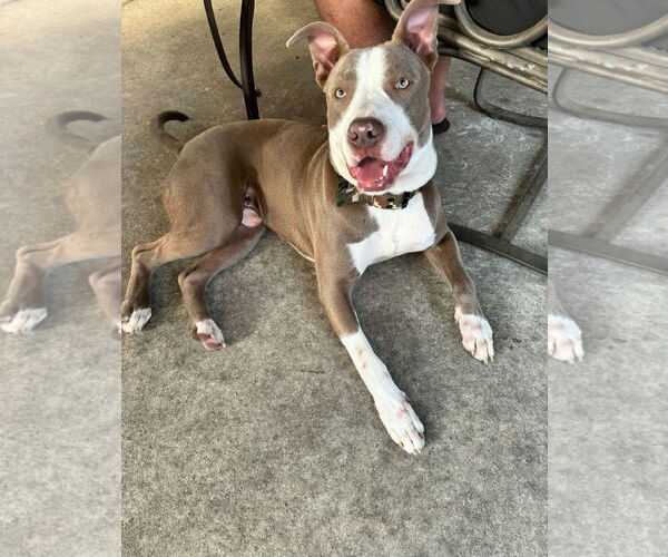 Medium Photo #1 Mutt Puppy For Sale in Miami, FL, USA