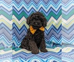 Small Photo #2 Poodle (Miniature) Puppy For Sale in BIRD IN HAND, PA, USA