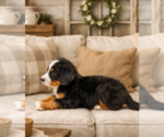 Small #2 Bernese Mountain Dog