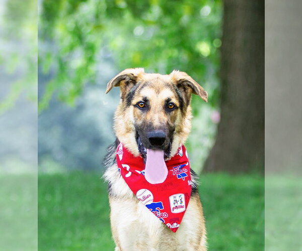 Medium Photo #3 German Shepherd Dog-Unknown Mix Puppy For Sale in Unionville, PA, USA