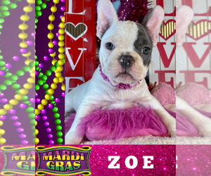 French Bulldog Puppy for sale in HEATHROW, FL, USA