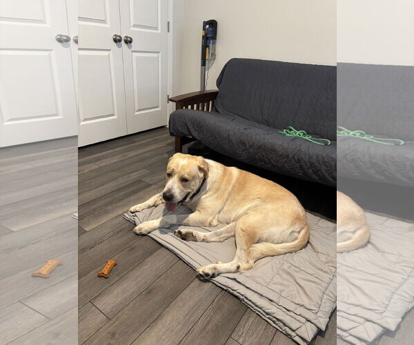 Medium Photo #8 Great Pyrenees-Unknown Mix Puppy For Sale in Holly Springs, NC, USA