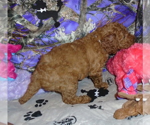 Poodle (Miniature) Puppy for sale in CLATSKANIE, OR, USA