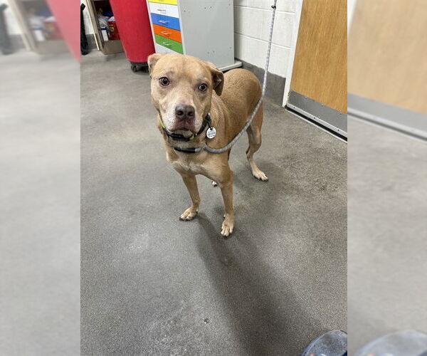 Medium Photo #1 Labrador Retriever Puppy For Sale in Forestville, MD, USA