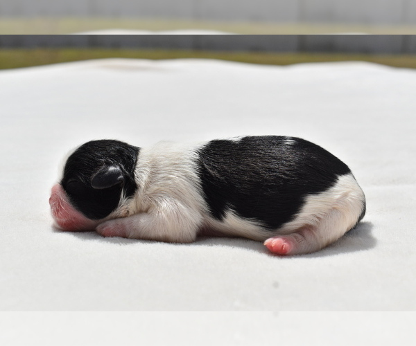 Medium Photo #3 Shih Tzu Puppy For Sale in PALM COAST, FL, USA