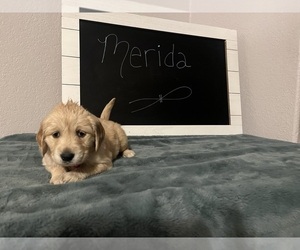 Golden Retriever Puppy for Sale in ALBUQUERQUE, New Mexico USA