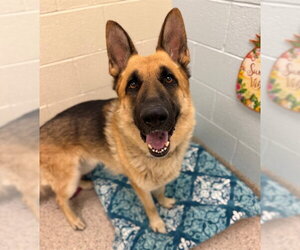 German Shepherd Dog Dogs for adoption in Brighton, CO, USA