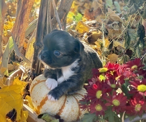 Medium Photo #5 Chihuahua Puppy For Sale in RAWSONVILLE, MI, USA