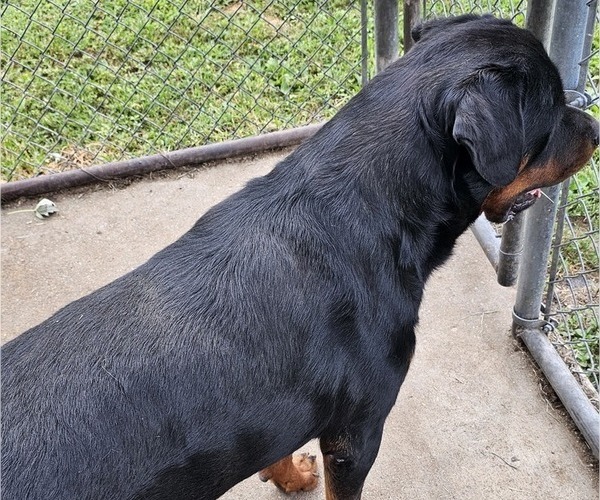 Medium Photo #1 Rottweiler Puppy For Sale in WAVERLY, MO, USA