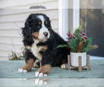 Puppy Kooper Bernese Mountain Dog