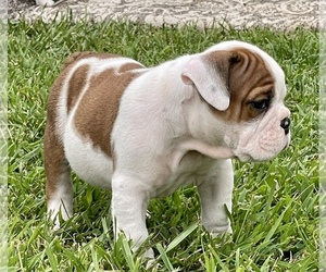 Bulldog Puppy for sale in GEORGETOWN, KY, USA